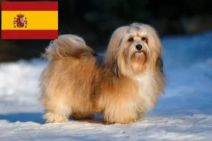 Read more about the article Havanese breeders and puppies in Spain