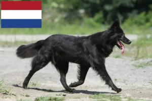 Read more about the article Hollandse Herdershond breeders and puppies in Netherlands