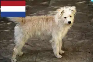 Read more about the article Hollandse Smoushond breeders and puppies in Netherlands