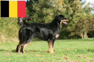 Read more about the article Hovawart breeders and puppies in Belgium