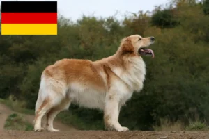 Read more about the article Hovawart breeders and puppies in Germany