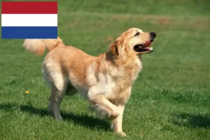 Read more about the article Hovawart breeders and puppies in the Netherlands