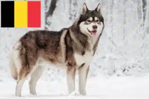 Read more about the article Husky breeders and puppies in Belgium