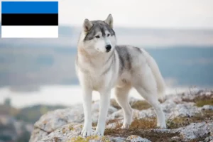 Read more about the article Husky breeders and puppies in Estonia