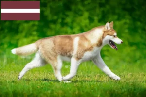 Read more about the article Husky breeders and puppies in Latvia