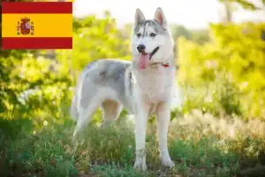 Read more about the article Husky breeders and puppies in Spain