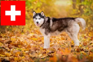 Read more about the article Husky breeders and puppies in Switzerland