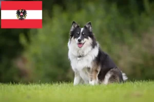 Read more about the article Icelandic dog breeders and puppies in Austria