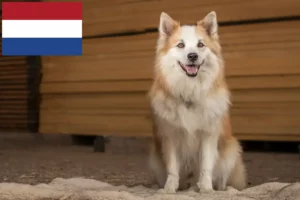 Read more about the article Icelandic dog breeders and puppies in the Netherlands