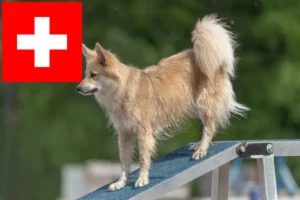 Read more about the article Icelandic dog breeders and puppies in Switzerland