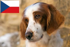 Read more about the article Irish Red and White Setter breeders and puppies in the Czech Republic