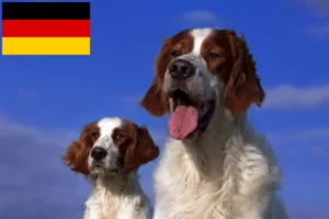 Read more about the article Irish Red and White Setter breeders and puppies in Germany