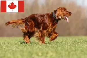 Read more about the article Irish Red Setter breeders and puppies in Canada