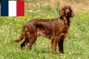 Read more about the article Irish Red Setter breeders and puppies in France