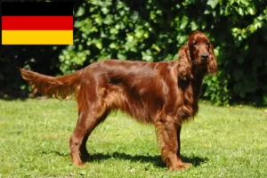 Read more about the article Irish Red Setter breeders and puppies in Germany