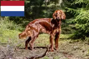 Read more about the article Irish Red Setter breeders and puppies in the Netherlands