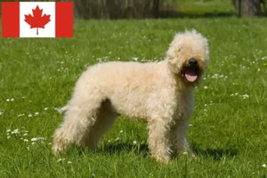 Read more about the article Irish Soft Coated Wheaten Terrier breeders and puppies in Canada
