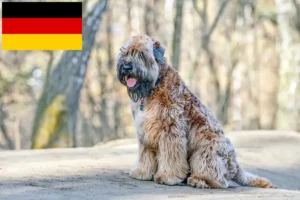 Read more about the article Irish Soft Coated Wheaten Terrier breeders and puppies in Germany