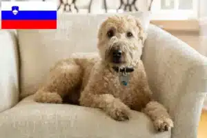 Read more about the article Irish Soft Coated Wheaten Terrier breeders and puppies in Slovenia