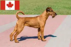 Read more about the article Irish Terrier Breeders and Puppies in Canada