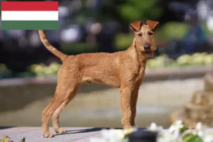 Read more about the article Irish Terrier breeders and puppies in Hungary