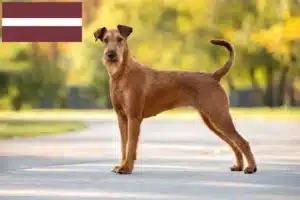 Read more about the article Irish Terrier breeders and puppies in Latvia