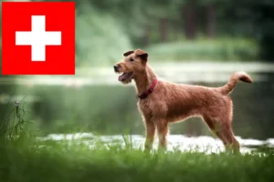 Read more about the article Irish Terrier breeders and puppies in Switzerland
