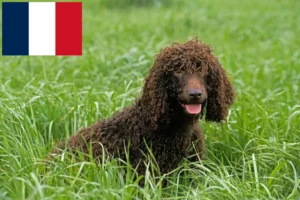 Read more about the article Irish Water Spaniel breeders and puppies in France