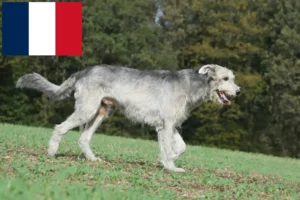 Read more about the article Irish Wolfhound breeders and puppies in France