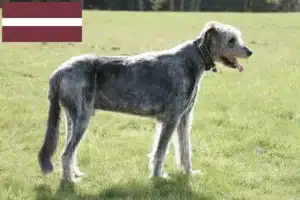 Read more about the article Irish Wolfhound breeders and puppies in Latvia