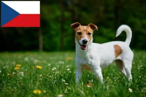 Read more about the article Jack Russell breeders and puppies in the Czech Republic