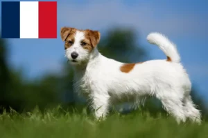 Read more about the article Jack Russell breeders and puppies in France