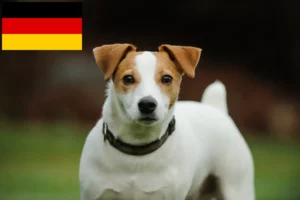 Read more about the article Jack Russell breeders and puppies in Germany