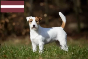 Read more about the article Jack Russell breeders and puppies in Latvia