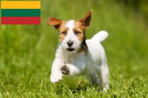 Read more about the article Jack Russell breeders and puppies in Lithuania