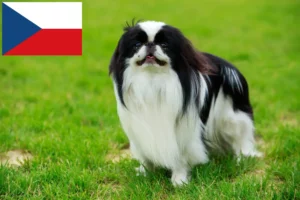 Read more about the article Japan Chin breeders and puppies in the Czech Republic