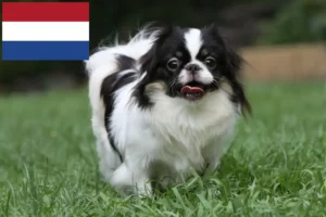 Read more about the article Japan Chin breeders and puppies in Netherlands