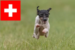 Read more about the article Japanese Terrier breeders and puppies in Switzerland