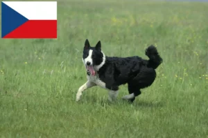 Read more about the article Karelian Bear Dog breeders and puppies in the Czech Republic