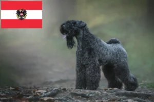 Read more about the article Kerry Blue Terrier breeders and puppies in Austria