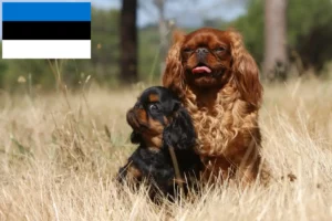 Read more about the article King Charles Spaniel breeders and puppies in Estonia