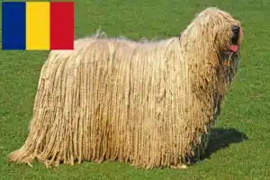 Read more about the article Komondor breeders and puppies in Romania