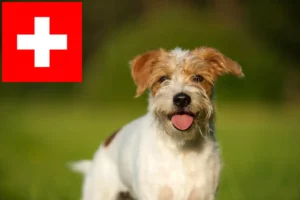 Read more about the article Kromfohrländer breeders and puppies in Switzerland