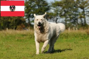 Read more about the article Kuvasz breeders and puppies in Austria