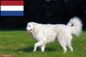 Read more about the article Kuvasz breeders and puppies in Netherlands