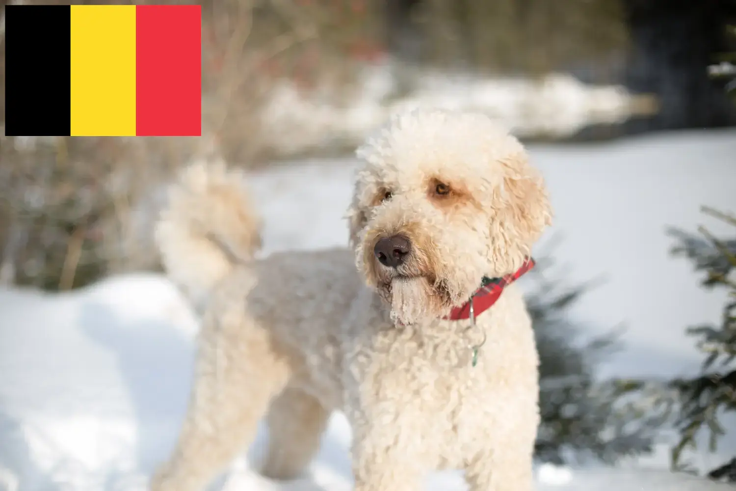 Read more about the article Labradoodle breeders and puppies in Belgium