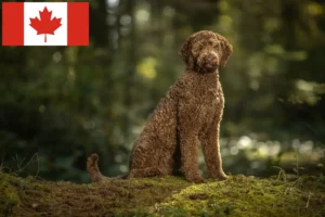 Read more about the article Labradoodle breeders and puppies in Canada