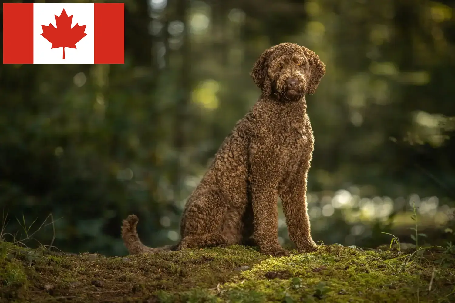 Read more about the article Labradoodle breeders and puppies in Canada