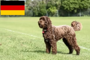 Read more about the article Labradoodle breeders and puppies in Germany