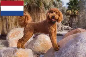 Read more about the article Labradoodle breeders and puppies in Netherlands